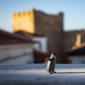 Manteniendo paquetes del AUR de Arch Linux
